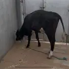 بقره صغيرة سن مهجنه وهاديه جابت بطن واحد فقط