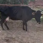 بقره لقاح سبع اشهر تقريبا