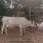 بقره المانية خلفه