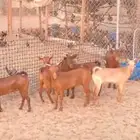 تيوس دهم