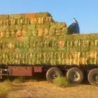 عروض البرسيم الوطني والمستورد