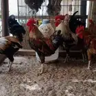 ديوك نادرة للبيع