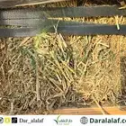 برسيم اسباني مستورد 2