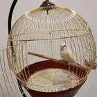 طائر روز مع القفص