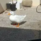 2 ducks for sale