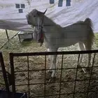 مشروع فحل هولندي