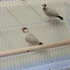 جوز جاوا كريمي