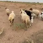 غنم ولد ودفيع