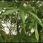 شتلة خيزران او بامبو للبيع