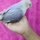 ببغاء روز اليف مناسب للاطفال
