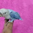 طأئر روز فايلوت هدد اليف