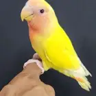ببغاء روز هدد واليف