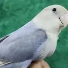 روز اليف جدا
