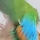 روز اليف هدد