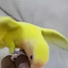 روز أليف