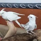 طيور كراون زوج اليف مع القفص وتوابعها