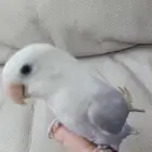 ببغاء روز اليف