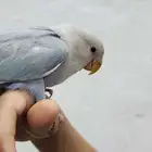 روز اليف