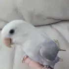 روز اليف جدا