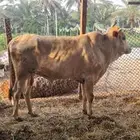 عجل للبيع