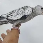 كروان اليف وهدد مع الصغير والكبير