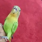 روز اليف وهدد مع الصغير والكبير