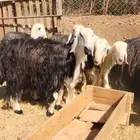 ماشاء الله ضان نجد جروم دفيع سونار بالفحل