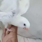 روز اليف وهدد مع الصغير والكبير