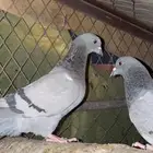 حمام بري ويسرح