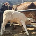 بقره المانيه خلفه معها ثور نادر