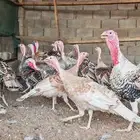 للبيت ديك رومي ودجاج رومي