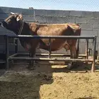 بقره سويسري معها ثور نادر ولقاح بالشهر الثالث