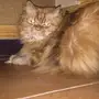 Persian Shirazi Cat for Sale قطة للبيع