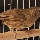 من اندر النوادر لهواة الطيور المغردة