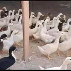 السمان والبط
