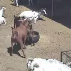 مراح معزا كامل عدد حوالي 70