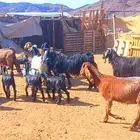 معزا ولد 8 معها 10 طيبات ونظيفه لاعلي سوم