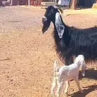 ( تم البيع ) عنز عارضيه والد معها جفرتين