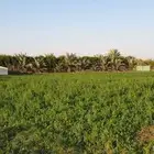 مطلوب ارض زراعية