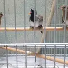 يمام طويل الذيل للبيع