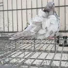 كشكي جوز بودره بار جامبو منتج