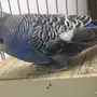 زوج بادجي 