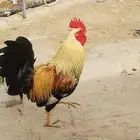 ديك بلدي اصيل