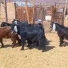 (تم البيع ) 5 تيوس مخاصي ذبايح طيبه