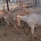 رخال سواكن