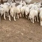 بهم تربية وسط