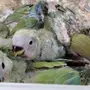 للبيع 5 فروخ روز 