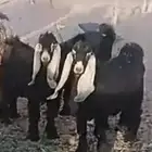 تيس عارض مقفل طيب
