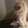 قطط للبيع
