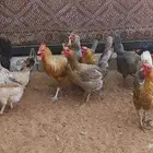 دجاج بياض فيومي على بلدي
